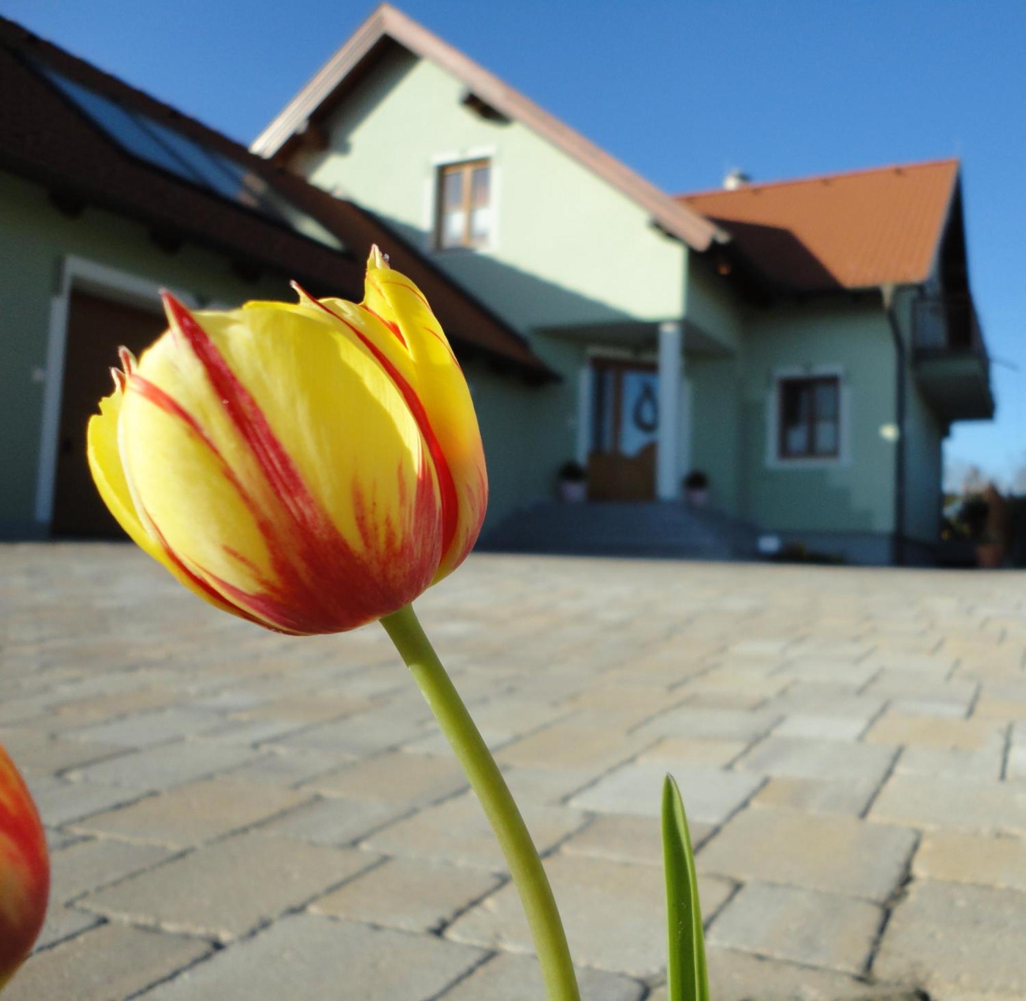 Gaestezimmer Rieder Staatz エクステリア 写真